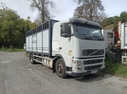 Volvo FH12 con caja ganadera